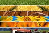 vivere la campagna